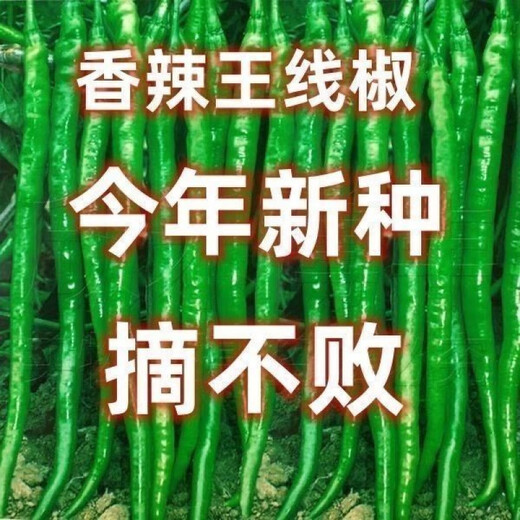 This year's new spicy long-line pepper seeds Erjingtiao 8819 line pepper seeds are planted in spring and autumn. About 100 carefully selected seeds 8819 line pepper seeds