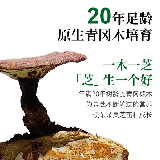 华弘草芝堂有机破壁灵芝孢子粉S级礼盒蓝帽认证增强免疫日常营养1g*20袋/盒 九盒装