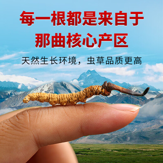 Dongzai [Narqu, Tibet] Wild Cordyceps sinensis hoher Höhe wildes Cordyceps sinensis Tonic Gift Box für Älteste [Narqu, Tibet] Fleischfestival - wirtschaftliche und erschwingliche 5 Gramm (Geschenkbox)