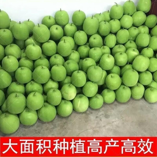 【1278人收藏】香芋小冬瓜种子芋头香味白粉皮可食用新鲜冬瓜四季 新品：【-10粒】- 香芋小冬瓜种子(本季新种)