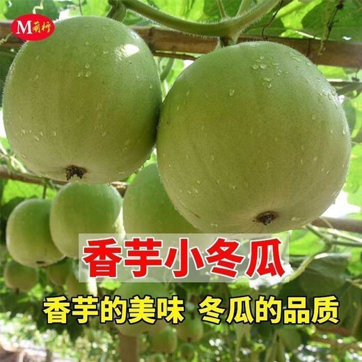 【1278人收藏】香芋小冬瓜种子芋头香味白粉皮可食用新鲜冬瓜四季 新品：【-10粒】- 香芋小冬瓜种子(本季新种)