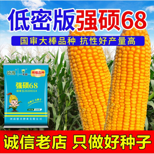 New ultra-high-yielding Academy of Agricultural Sciences original authentic national-approved corn seed red shaft big stick Qiangshuo 68 drought and disease resistance blue bag Qiangshuo 68 4200 *5 bags national-approved original authentic