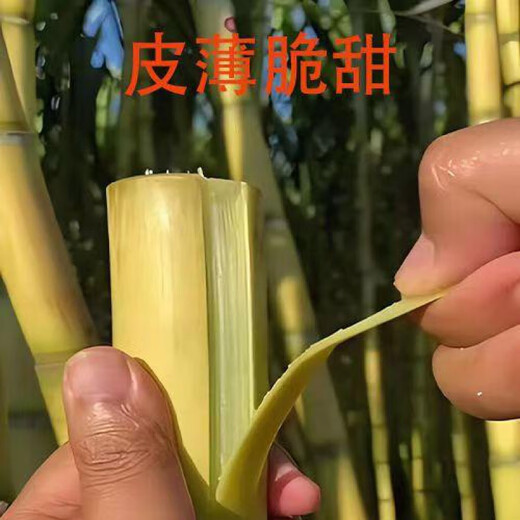 Four Seasons Fruit Gold Seedlings Gold White Jade North and South Planting Sweet Guangxi Black Sugar Cane Seeds with Spores Gui 2 Black Skin 100 Roots Crispy Fruit Sugar Cane Seedlings