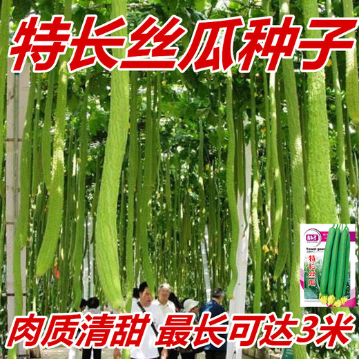 Long luffa seeds are planted in all seasons, early maturing snake-shaped luffa garden pots contain luffa, meat and vegetable seeds. The flesh is sweet. Long luffa seeds are planted all year round. Original 100 capsules. 95% selected.