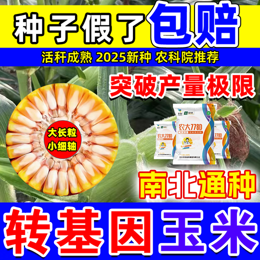 Starker Mann, gentechnisch veränderte Maissamen, hoher Ertrag, kurzer Stiel, Lagerungsresistenz, Trockenheitsresistenz, Krankheitsresistenz, Maiszünslerresistenz, großer Stock, echter Mais, nationale Zulassung gentechnisch verändert, 4100 Körner