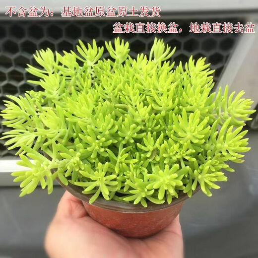 Lazy golden Buddha grass courtyard perennial lawn turf gold indoor garden cold-resistant ground cover seedlings Golden Buddha grass four pots (11 cm diameter)