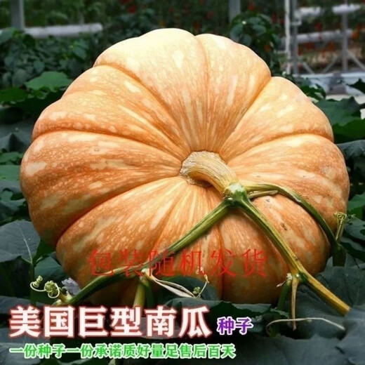 Giant pumpkin extra large pumpkin seeds sweet flour glutinous thick meat field vegetable garden spring and autumn vegetable seeds giant millstone large pumpkin seeds pink and glutinous new varieties about 50 pieces 5 packs easy to grow