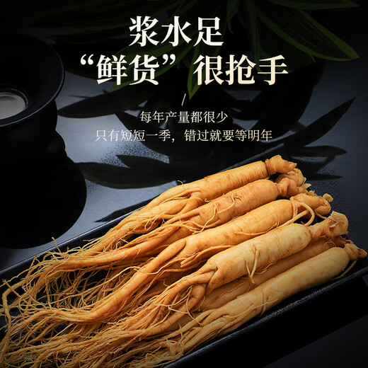 1 Frisch Ginseng in Banshan Agricultural etwa 40 Gramm. Die Spezialität des Nordostchina Changbaumsan Ginseng. Medizinische Materialien und Älteste Tonic Nutritional Products.