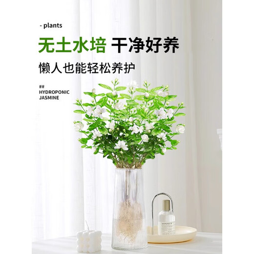 Linya hydroponic jasmine plant potted plants in the office desktop are good for growing flowers and green plants for lazy people. Nine miles of perfume to grow flowers. Hydroponic jasmine 1 pot with 5-7 pieces (not including bottles)