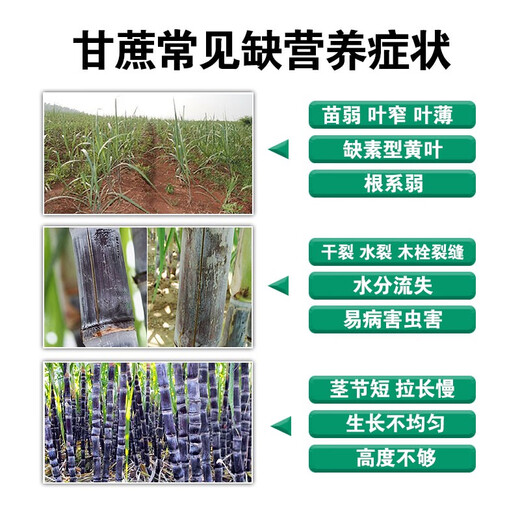 Special fertilizer for sugarcane, sugarcane Zhuangfengsu, lengthening, straightening, sweetening, foliar fertilizer, rooting, strong seedlings, rapid jointing, Australian brand 1500g*12 bottles