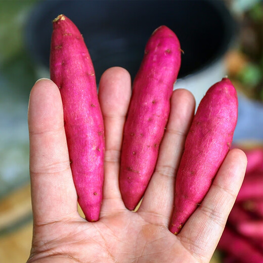 Jingxiansheng Lin'an Tianmu Mountain Small Sweet Potatoes, net weight 5Jin Jin is equal to 0.5kg, single fruit is about 100-200g, sweet, soft and waxy, with thin skin, straight from the source