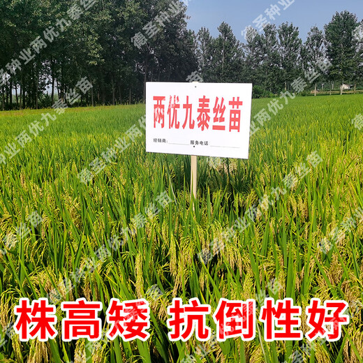 Desheng Zhiyuan Национальное одобрение Гибридные семена риса Liangyou Jiutai Саженцы с коротким стеблем культиваторы Хороший высокий урожай Вкусные устойчивые к высоким температурам семена риса