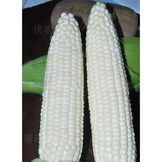 Wannong Tiannuo 158 corn seeds, high-yielding fruit corn seeds for all seasons, sweet, soft and sticky corn seeds, Guangliangtian No. 27 sweet corn original 400g