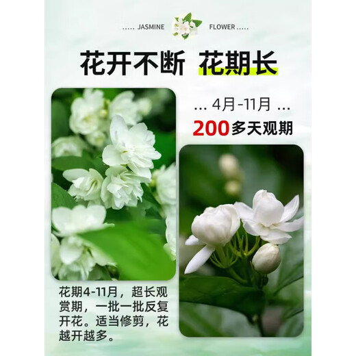 Linya hydroponic jasmine plant potted plants in the office desktop are good for growing flowers and green plants for lazy people. Nine miles of perfume to grow flowers. Hydroponic jasmine 1 pot with 5-7 pieces (not including bottles)