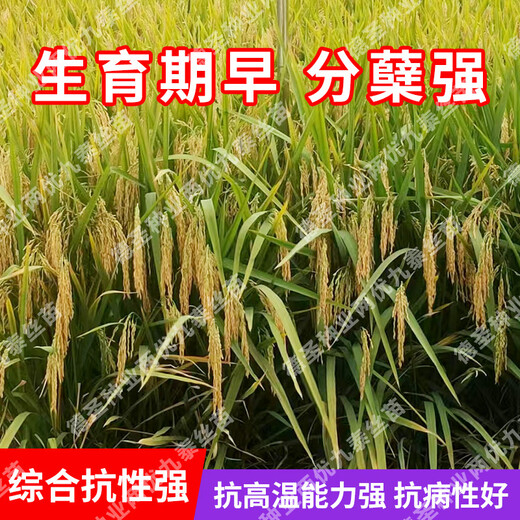 Desheng Zhiyuan Национальное одобрение Гибридные семена риса Liangyou Jiutai Саженцы с коротким стеблем культиваторы Хороший высокий урожай Вкусные устойчивые к высоким температурам семена риса