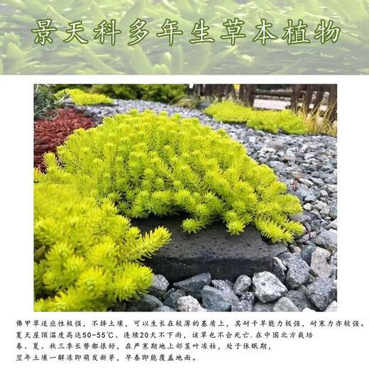 Lazy golden Buddha grass courtyard perennial lawn turf gold indoor garden cold-resistant ground cover seedlings Golden Buddha grass four pots (11 cm diameter)
