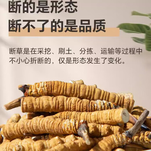 冬虫夏草断草正宗虫草藏区高海拔断虫草断草新鲜干虫草大断草 【正宗藏区高海拔】大断草1克