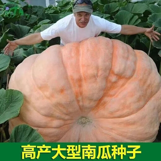 Giant pumpkin extra large pumpkin seeds sweet flour glutinous thick meat field vegetable garden spring and autumn vegetable seeds giant millstone large pumpkin seeds pink and glutinous new varieties about 50 pieces 5 packs easy to grow