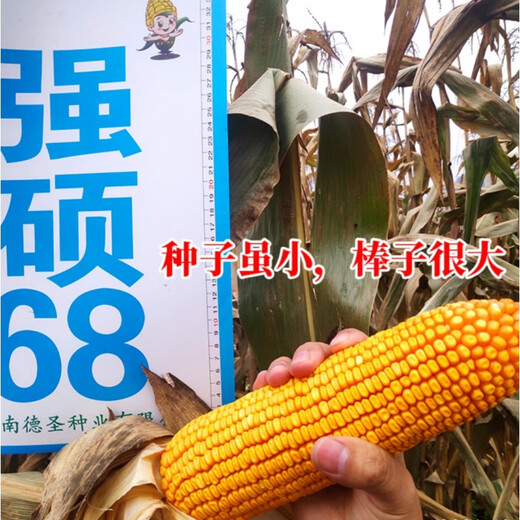 New ultra-high-yielding Academy of Agricultural Sciences original authentic national-approved corn seed red shaft big stick Qiangshuo 68 drought and disease resistance blue bag Qiangshuo 68 4200 *5 bags national-approved original authentic