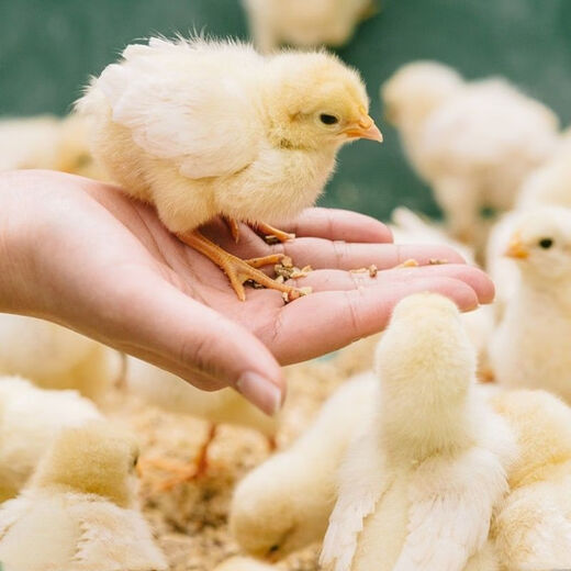 Direct selling chicken feed for chickens, open-ended laying hens, broiler fattening pellets, full price feed 2 80Jin Jin equal to 0.5kg small pellet chicken feed