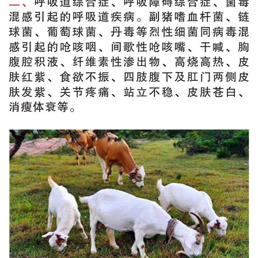 Mucan Veterinary Medicine Variant Pneumonia Severe Cough Rotten Lungs Pig Cattle Sheep Cough and Asthma Pig Pleural Pneumonia Calf Asthma Pregnant Animals Available Cough and Cough Rotten Feikang Injection (1 set of 3 boxes) A+b+c