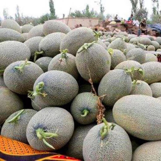 Crisp and sweet cantaloupe for all seasons Xinjiang reticulated cantaloupe spring, summer and autumn garden potted fruit new species cantaloupe seeds special offer 3 packs of about 155 seeds