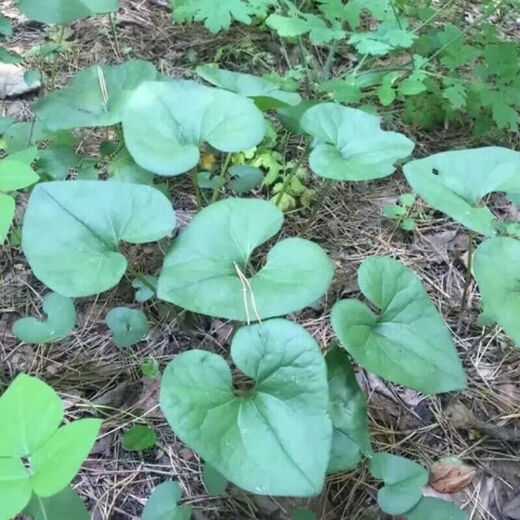 Asarum Seeds, Chinese Asarum Medicine, White Asarum Seedlings, Asarum Seeds, Four Liangs of Asarum, Chinese Herbal Medicine, Tobacco Pouch Pot Herbal Seeds, Asarum Seeds 100 Tablets + Fertilizer