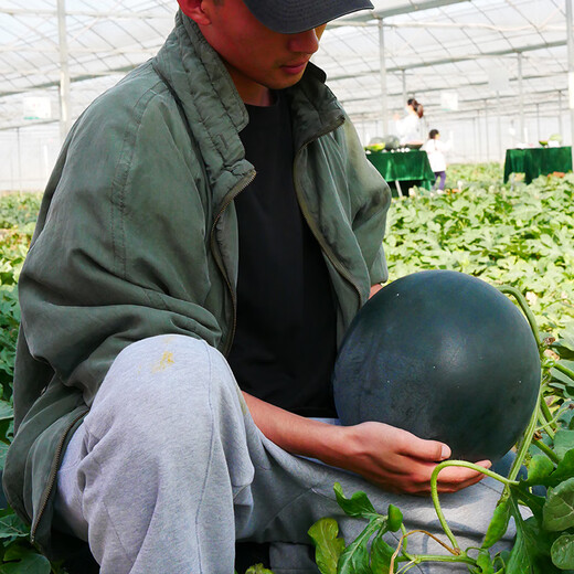 New varieties of Beishu Kirin watermelon seeds, Lazy Man, Southern Meidu watermelon seeds, Jade Kirin watermelon seeds, 10 capsules