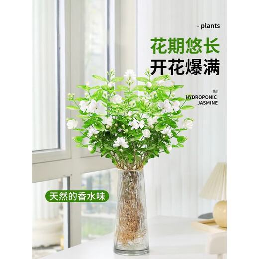 Linya hydroponic jasmine plant potted plants in the office desktop are good for growing flowers and green plants for lazy people. Nine miles of perfume to grow flowers. Hydroponic jasmine 1 pot with 5-7 pieces (not including bottles)