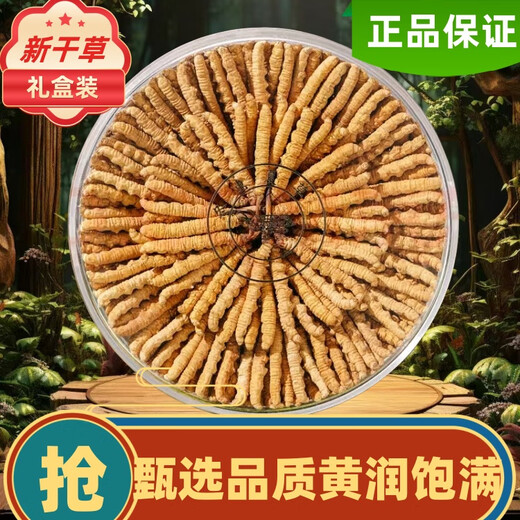 冬虫夏草冬虫夏草藏区雪域头茬头期新干虫草多种规格精品礼盒装 藏区虫草2根1克合计30根
