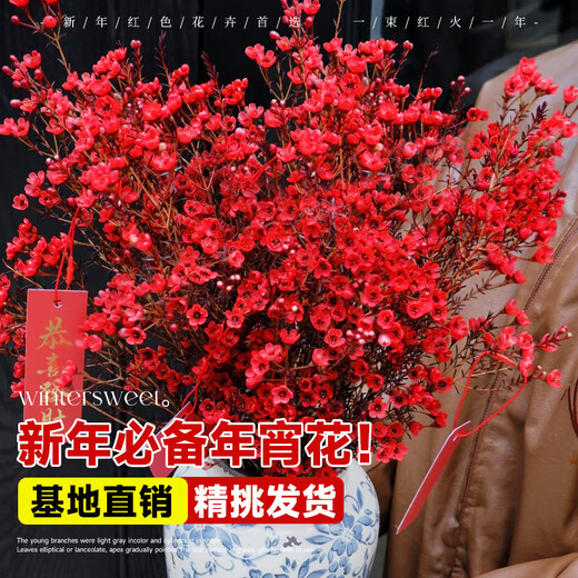 Blooming fruit, Australian wintersweet hydroponic fresh branches, real flowers, shipped with flowers, New Year flowers dried branches, fresh cut New Year's Eve flower pots in winter, A-grade red 60-80cm 8 branches + 2 New Year pendants + preservative