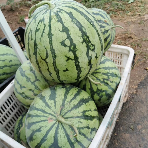 8424 Kirin seedless watermelon seeds extra large high yield giant sweet king southern small four seasons vegetable and fruit seeds 8424 Kirin melon 120 capsules