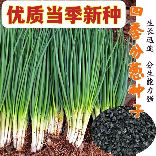 
Fenduoduo Xiaoxiang Dividing onion Four Seasons Spring Vegetables Authentic hollow onion seeds heat-resistant High-quality #tensive High-quality #strong fragrance Dividing onion seeds A9871 Fenduoduo 5 packs + fat