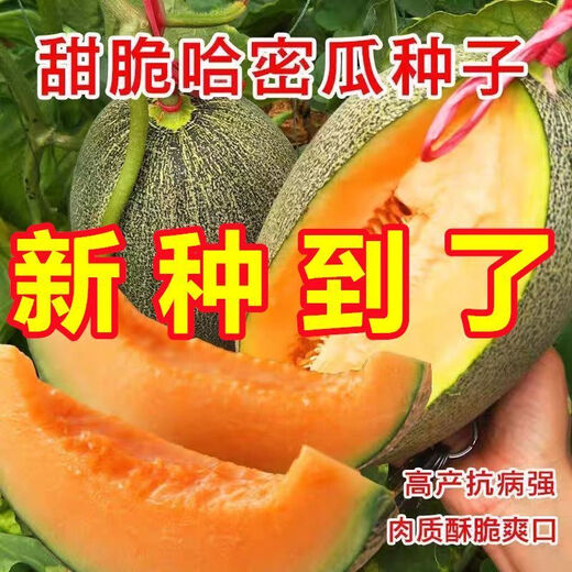 Crisp and sweet cantaloupe for all seasons Xinjiang reticulated cantaloupe spring, summer and autumn garden potted fruit new species cantaloupe seeds special offer 3 packs of about 155 seeds
