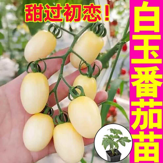 Yimi Zhu Shouguang White Jade Tomato Seedlings Millennium Cherry Tomato Cherry Persimmon Seeds White Fei White Pearl Black Rose with Soil Ball 5 Black Rose Tomato Seedlings + 1 Free + 1 Pack of Fertilizer