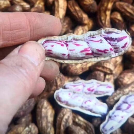 Candied Fruit Peanut Seeds Colorful Peanut Seeds Shelled Fresh Peanut Seeds Colorful Peanut Seeds Candied Fruit Peanut Seeds 100g Selected Belt