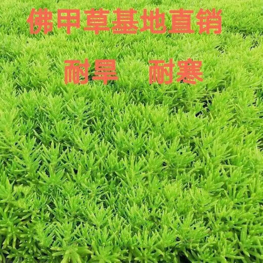 Lazy golden Buddha grass courtyard perennial lawn turf gold indoor garden cold-resistant ground cover seedlings Golden Buddha grass four pots (11 cm diameter)