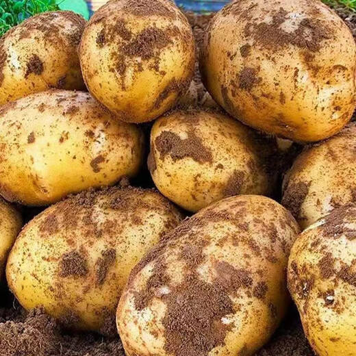 Jingdida Shandong small potatoes net weight 9Jin Jin is equal to 0.5kg, single fruit is more than 100g, fresh vegetables, potatoes, straight from the source