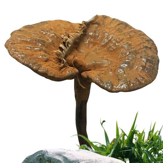 Fat Donglai's same style wild Ganoderma lucidum, pure natural purple Ganoderma lucidum, wild L-grown deep mountain natural non-bitter pruned branch with spore powder 500g whole Ganoderma lucidum 20-30 pcs