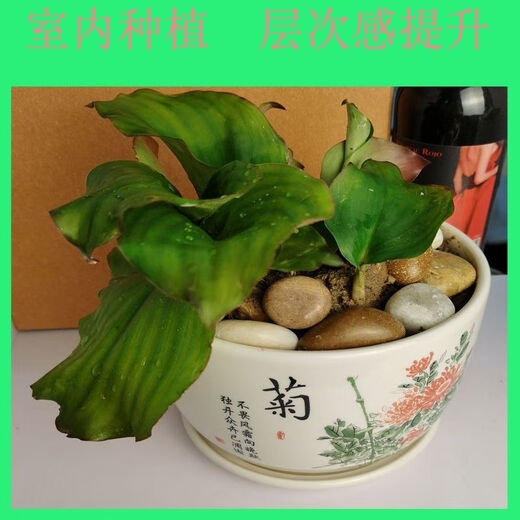 Fresh ginger seeds with high survival rate for planting 250g