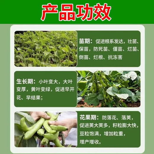 Special foliar fertilizer for broad beans to plump broad beans, keep flowers and pods straight and increase production, 100ml*5 bottles