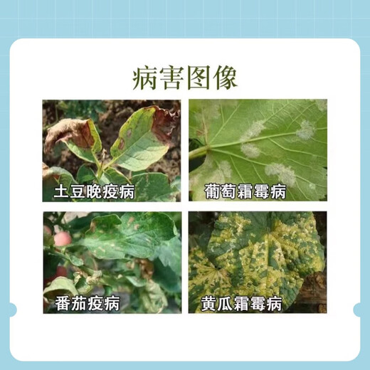 40% dimethomorph, cremoxanil, potato late blight, cucumber and grape downy mildew pesticide and fungicide 500g*1 bottle