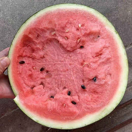 8424 Kirin seedless watermelon seeds extra large high yield giant sweet king southern small four seasons vegetable and fruit seeds 8424 Kirin melon 120 capsules