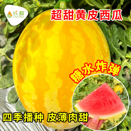 Long-cultivation lazy man watermelon seeds extra large seedless 8424 watermelon seedlings super sweet southern unicorn watermelon fruit and vegetable seeds hybrid golden queen watermelon seeds 200 original