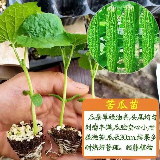 Miao Chongchong with soil, bitter melon seedlings, bitter melon with soil, evergreen bitter melon seedlings, green bitter melon seedlings, white bitter melon seedlings, Dutch emerald bitter melon seedlings, shipped with original soil, 5 seedlings get 1 free + shopkeeper