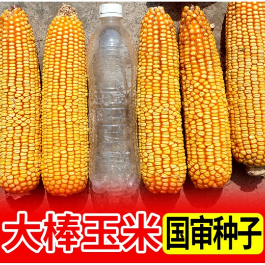 New ultra-high-yielding Academy of Agricultural Sciences original authentic national-approved corn seed red shaft big stick Qiangshuo 68 drought and disease resistance blue bag Qiangshuo 68 4200 *5 bags national-approved original authentic