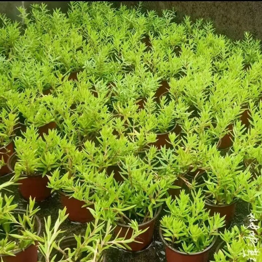 Lazy golden Buddha grass courtyard perennial lawn turf gold indoor garden cold-resistant ground cover seedlings Golden Buddha grass four pots (11 cm diameter)