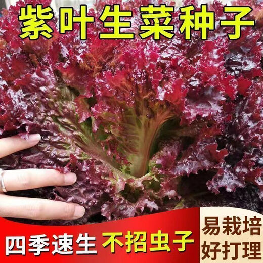 Peacock purple leaf lettuce, no pesticides, no insects, crispy, sweet and highly nutritious upright lettuce for four seasons, genuine purple leaf lettuce seeds, about 1500 seeds per pack