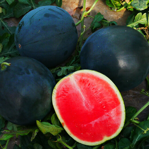 New varieties of Beishu Kirin watermelon seeds, Lazy Man, Southern Meidu watermelon seeds, Jade Kirin watermelon seeds, 10 capsules