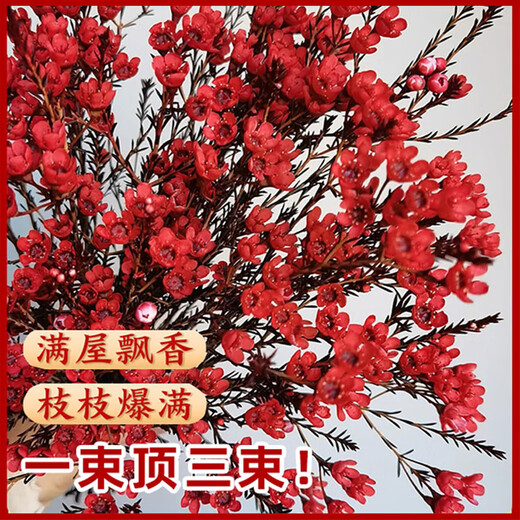 Blooming fruit, Australian wintersweet hydroponic fresh branches, real flowers, shipped with flowers, New Year flowers dried branches, fresh cut New Year's Eve flower pots in winter, A-grade red 60-80cm 8 branches + 2 New Year pendants + preservative